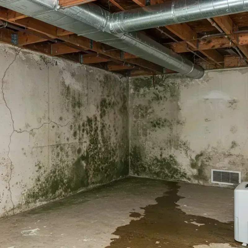 Professional Mold Removal in Vallejo, CA